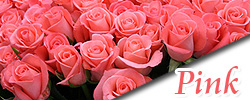 ピンクのバラの花言葉