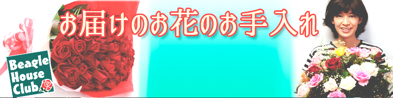 お届け後のお花のお手入れ